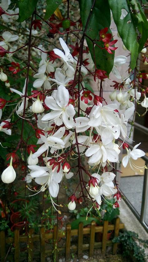 白玉蝶風水|植物小知識02~白玉蝶~ （玉蝶藤）（Clerodendrum。